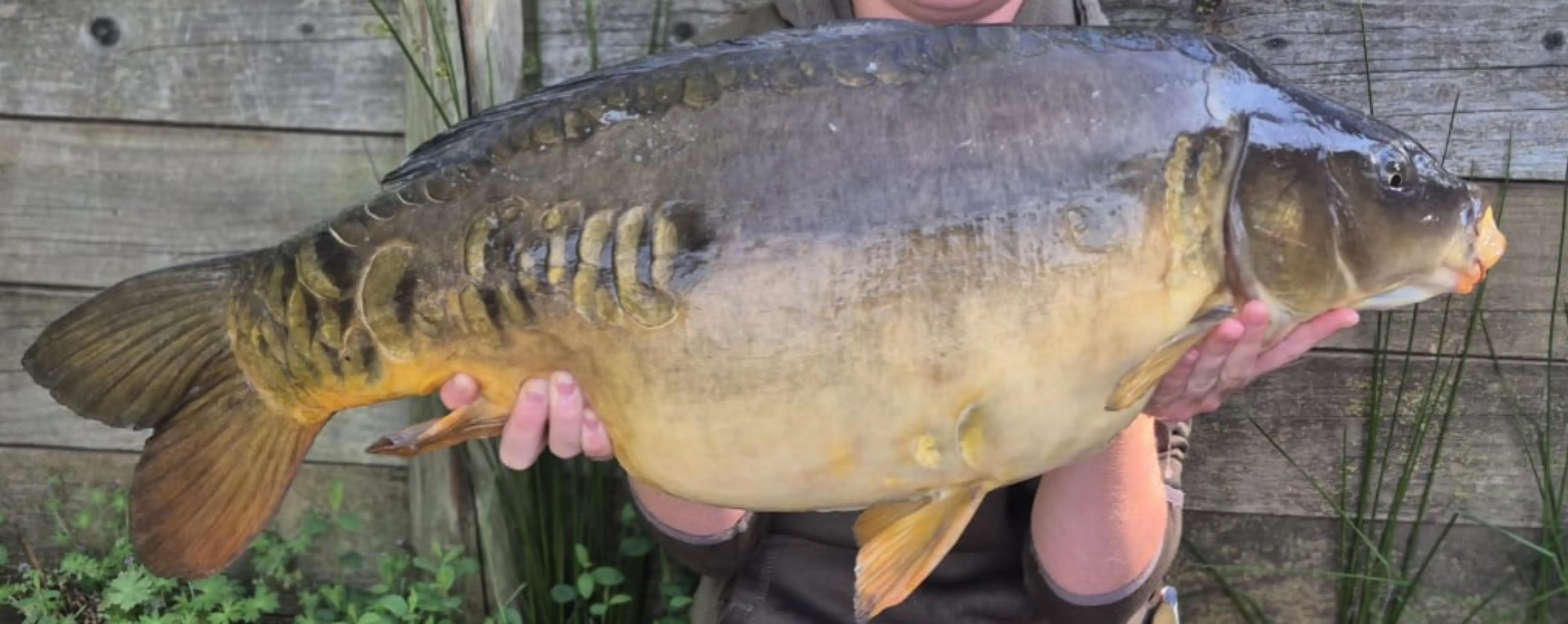 @Carpy Brez