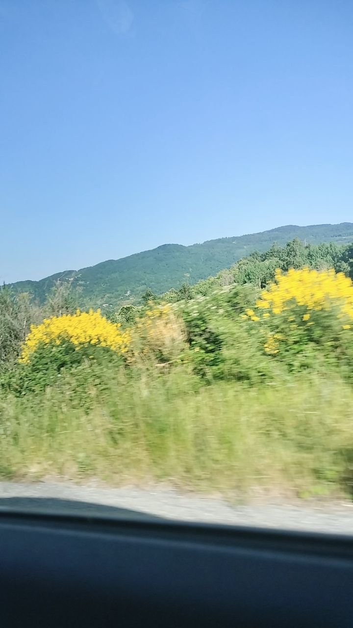 @dominisia mastroianni