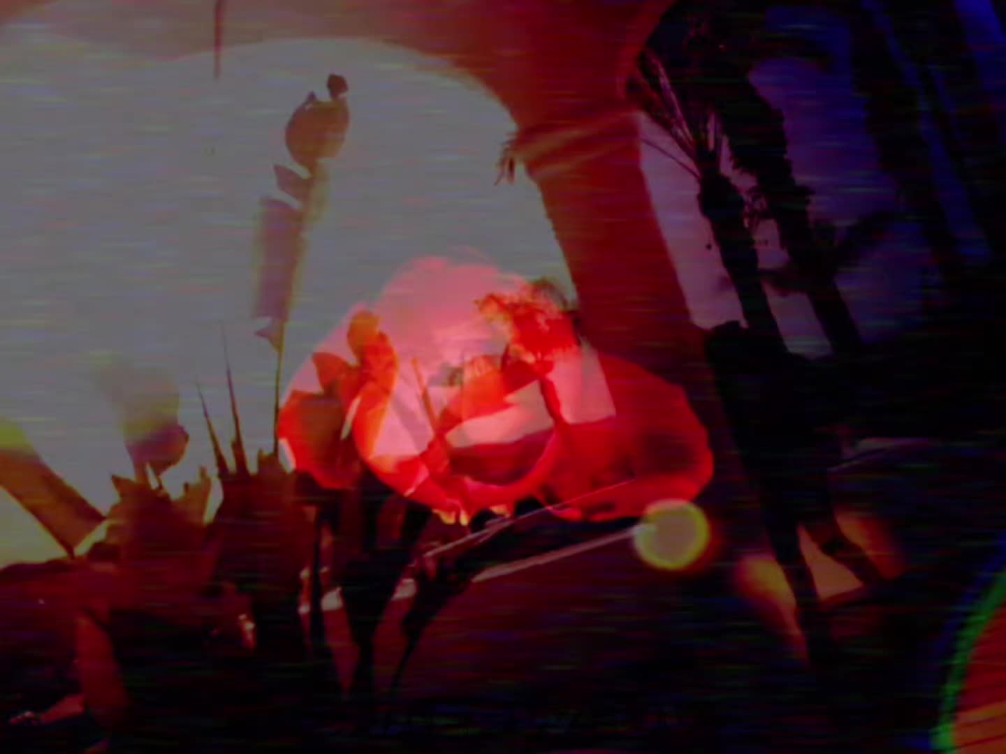 @★𝖈𝖍𝖎𝖆𝖗𝖆★