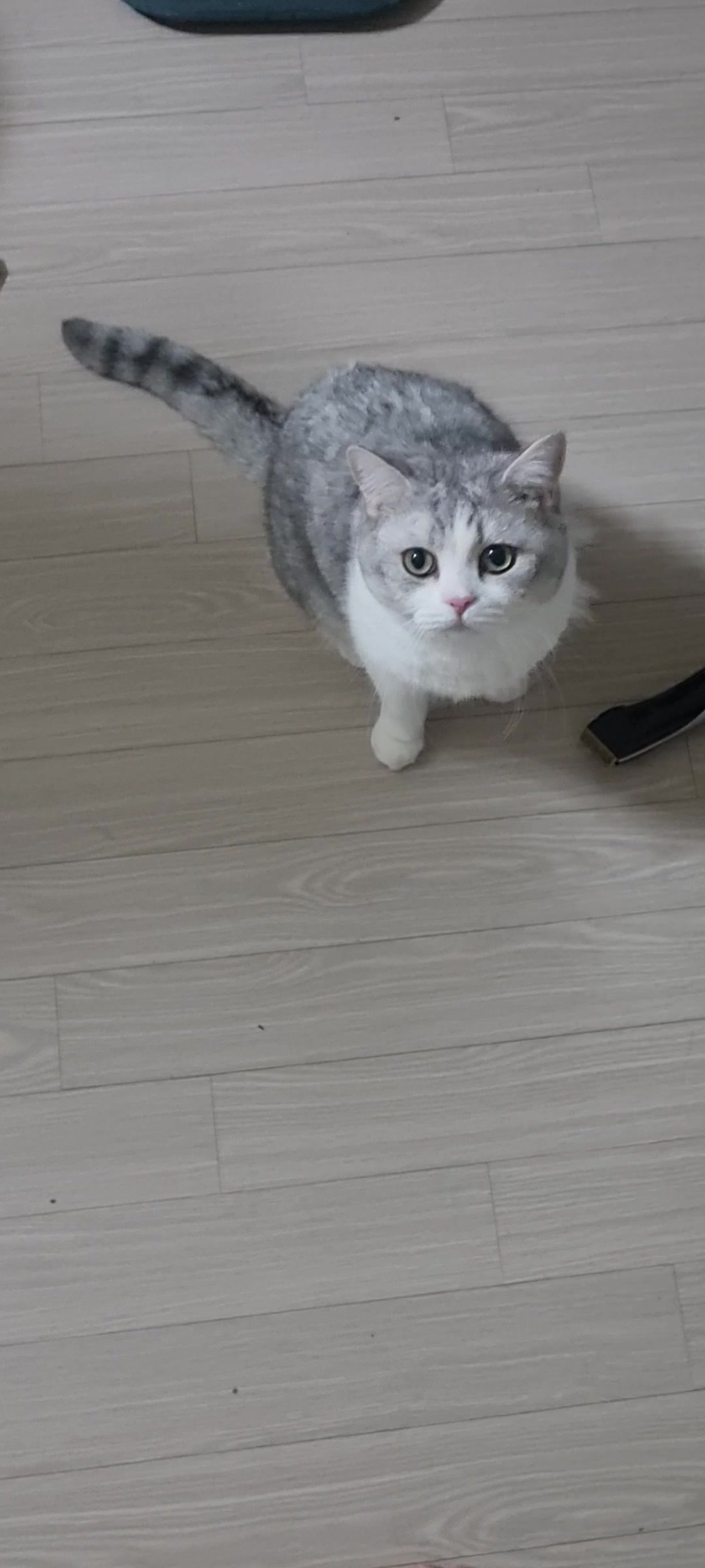 @고여사또치