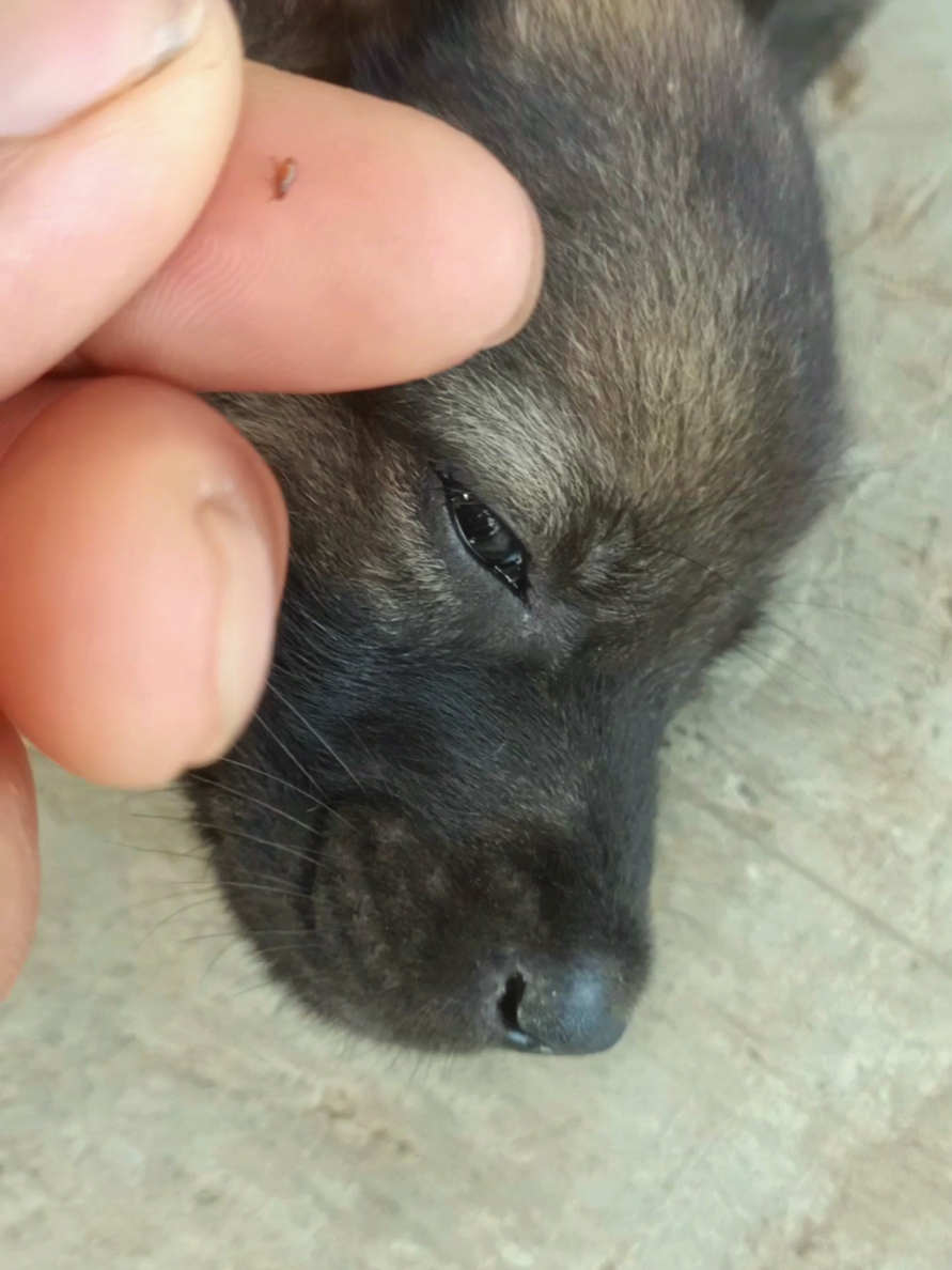 @dog757