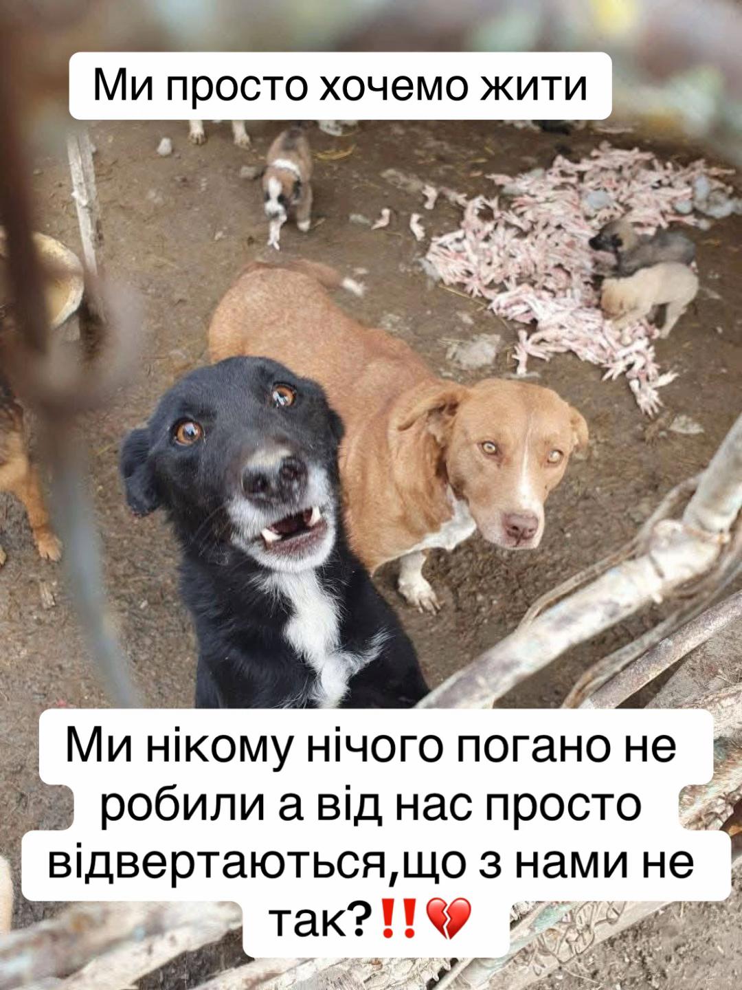 @kvitochki222