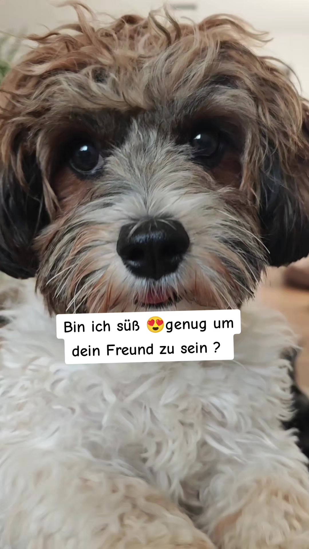 @12Pfoten&die Fellnasenmanager