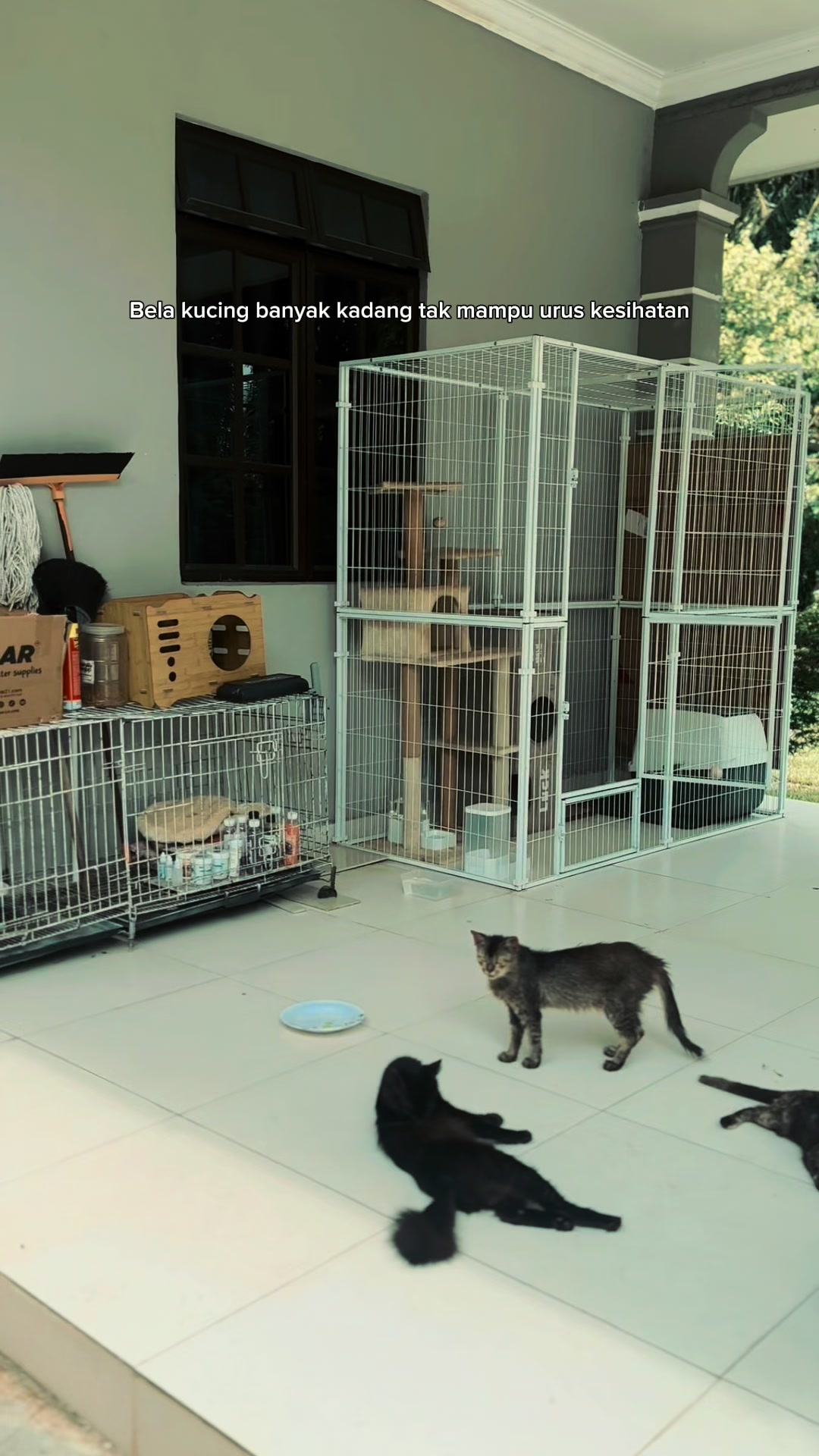 @Eibu Ainee | Cat Mom