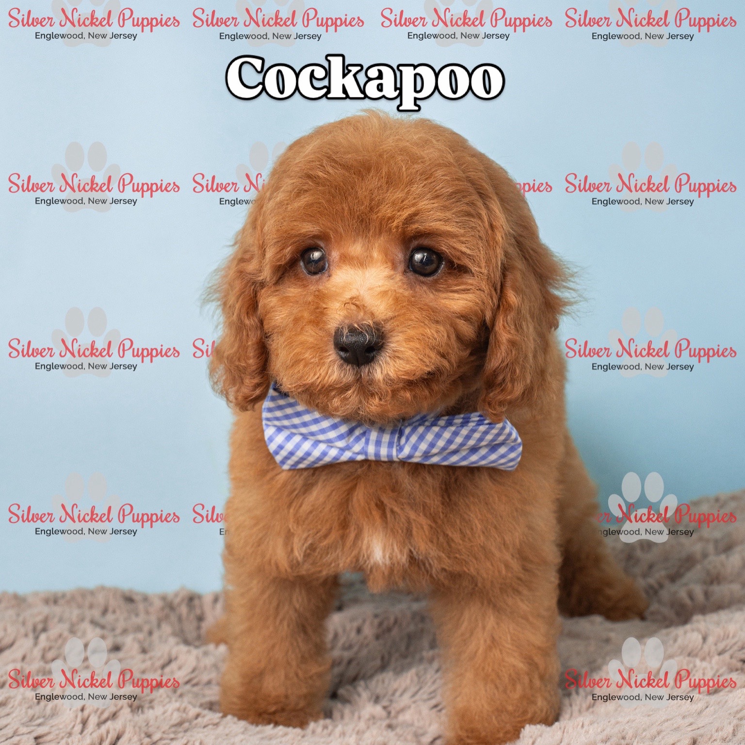 @Silver Nickel Puppies