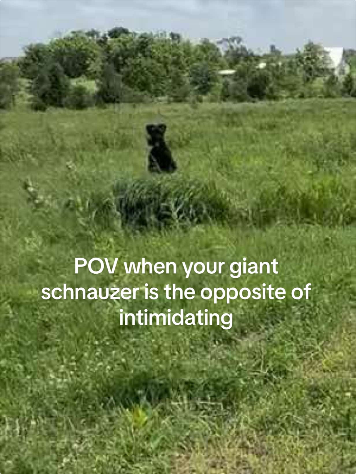 @prairiepiglets