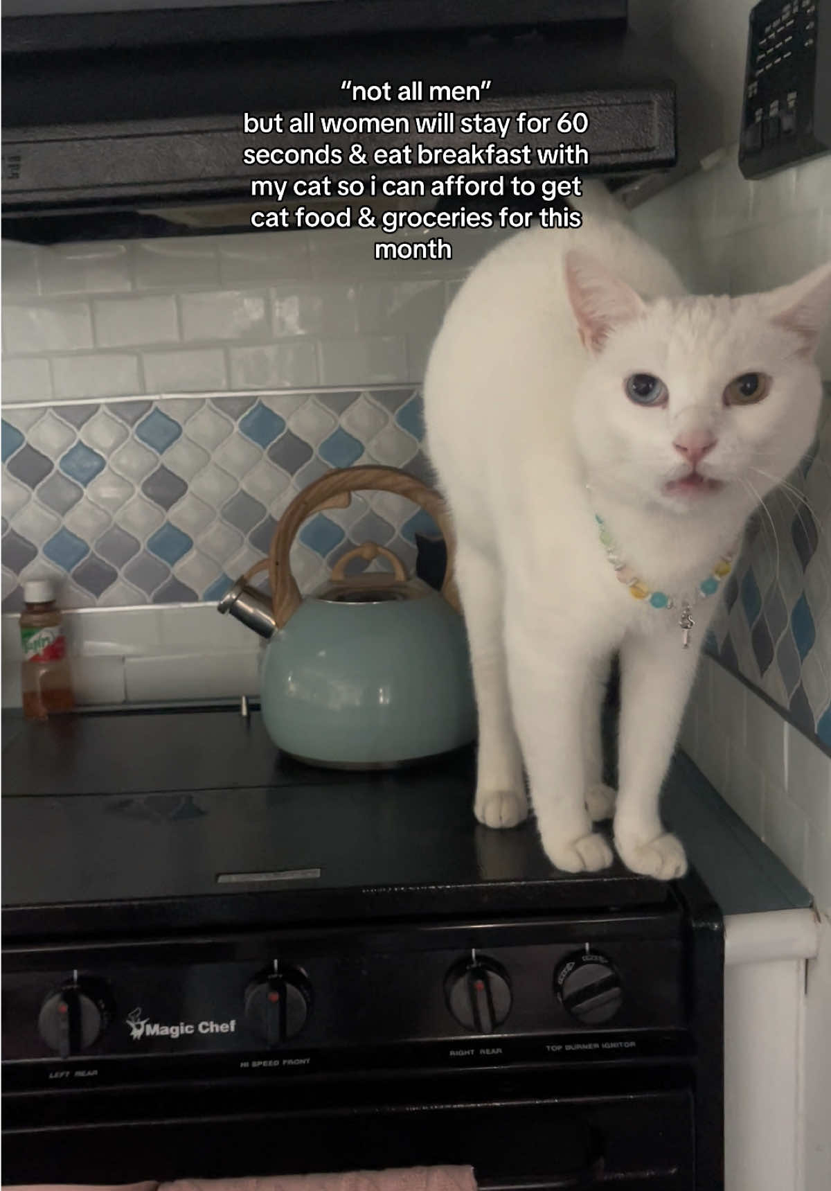 @chicken the white cat