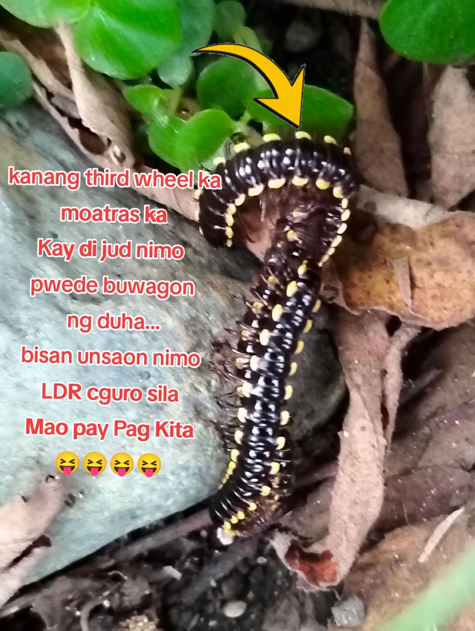 @🤩huguterang bisaya🥰😍
