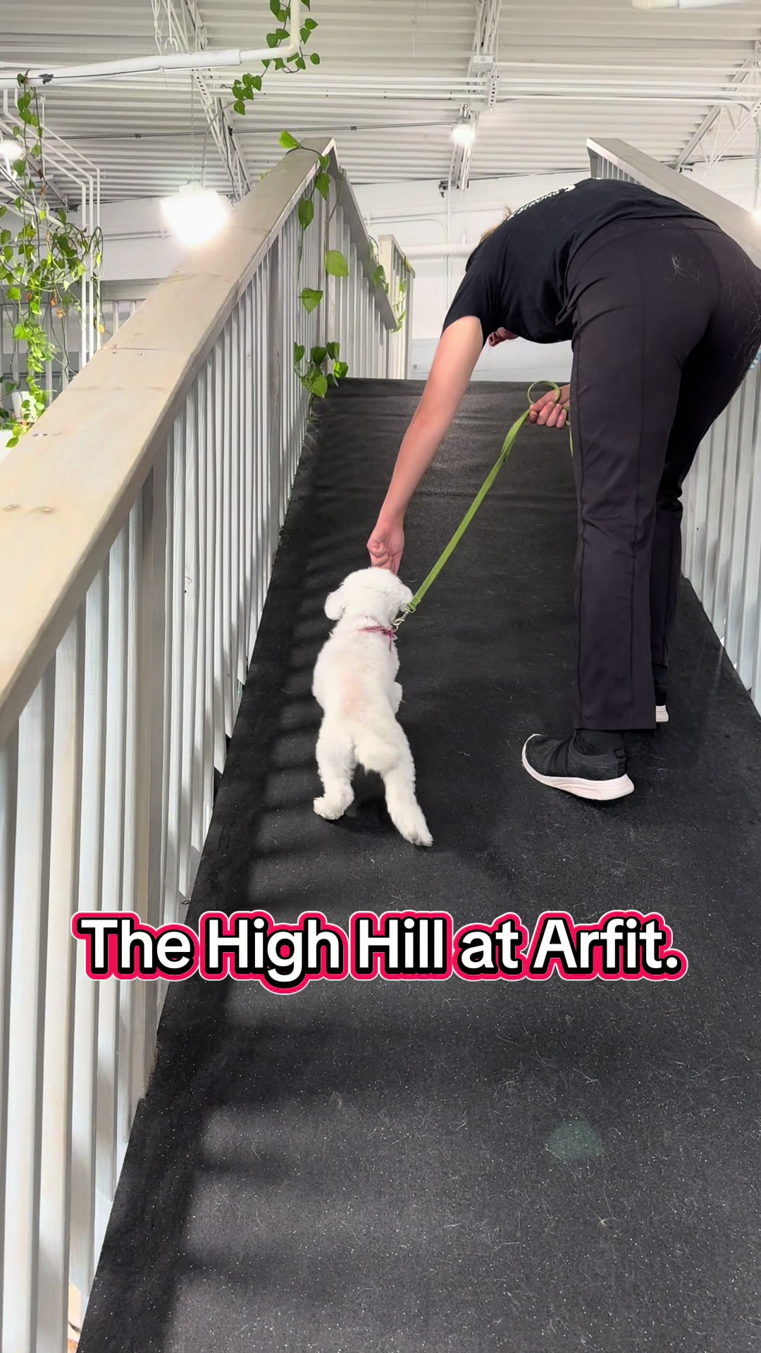 @ArfitDogRehabFitness