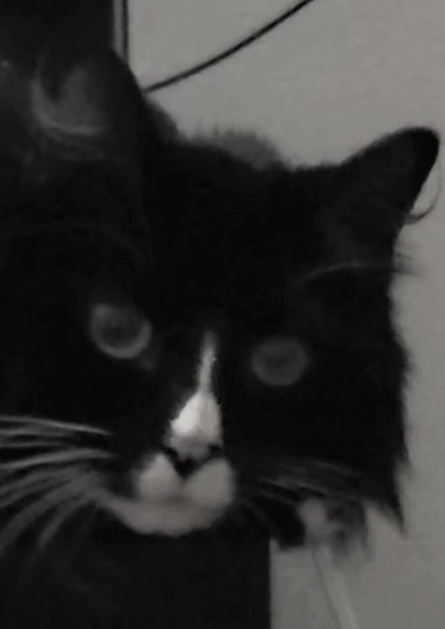 @AtticaTheTuxedoCat