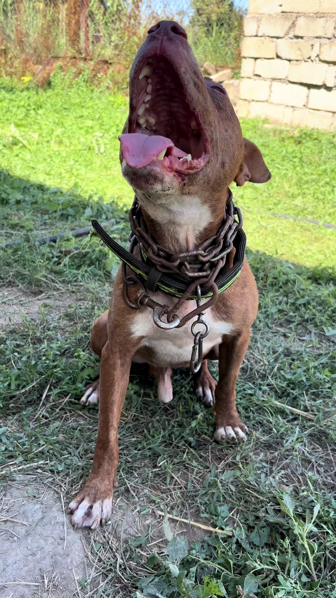 @Joker_pit8