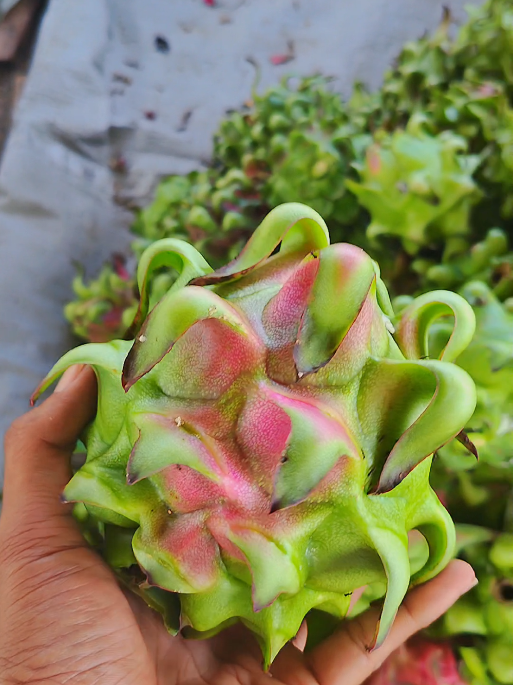 @Pecinta Buah PKY