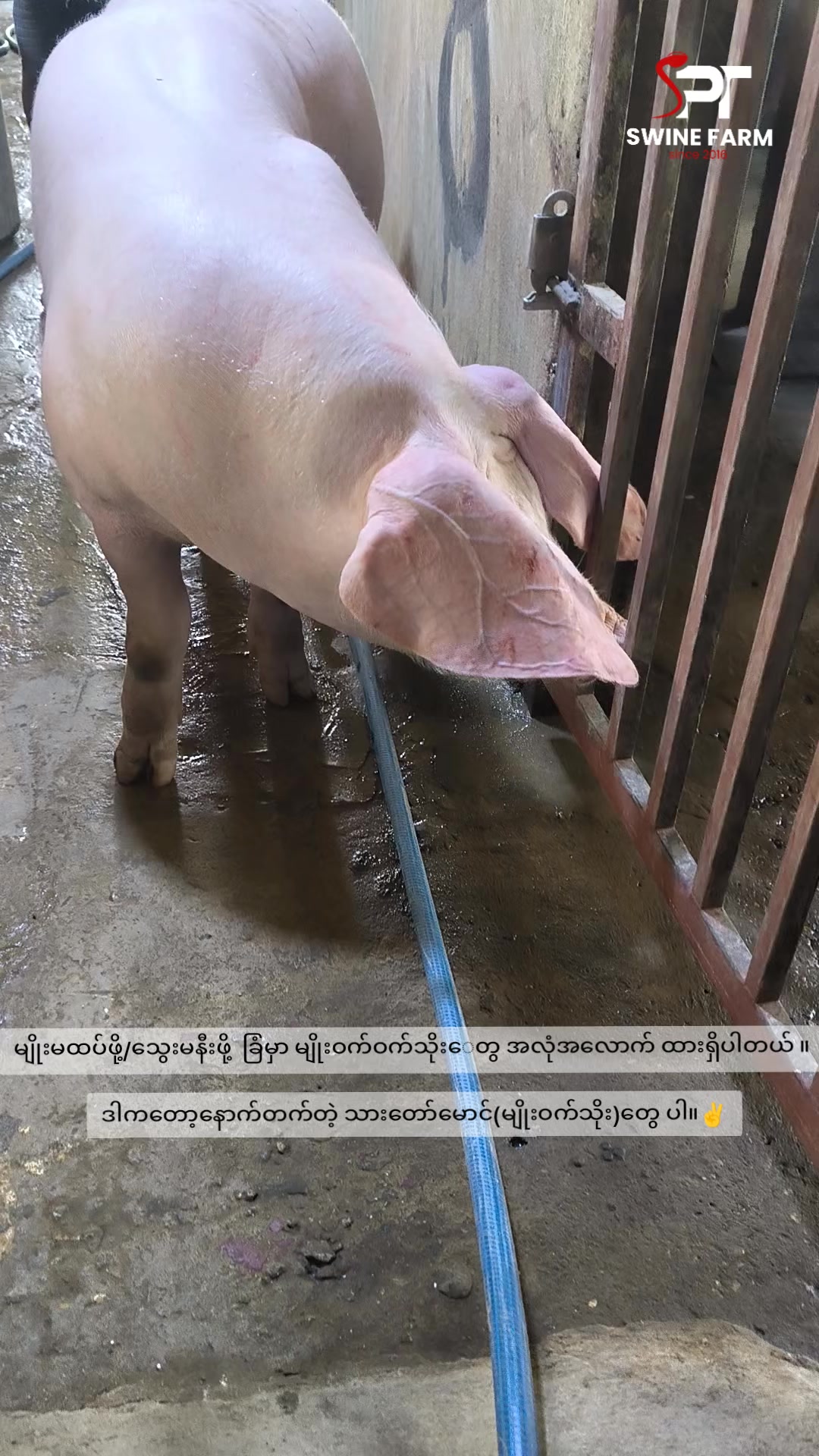 @"ရွှေဖြူးသား"၀က်မွေးမြူရေးခြံ