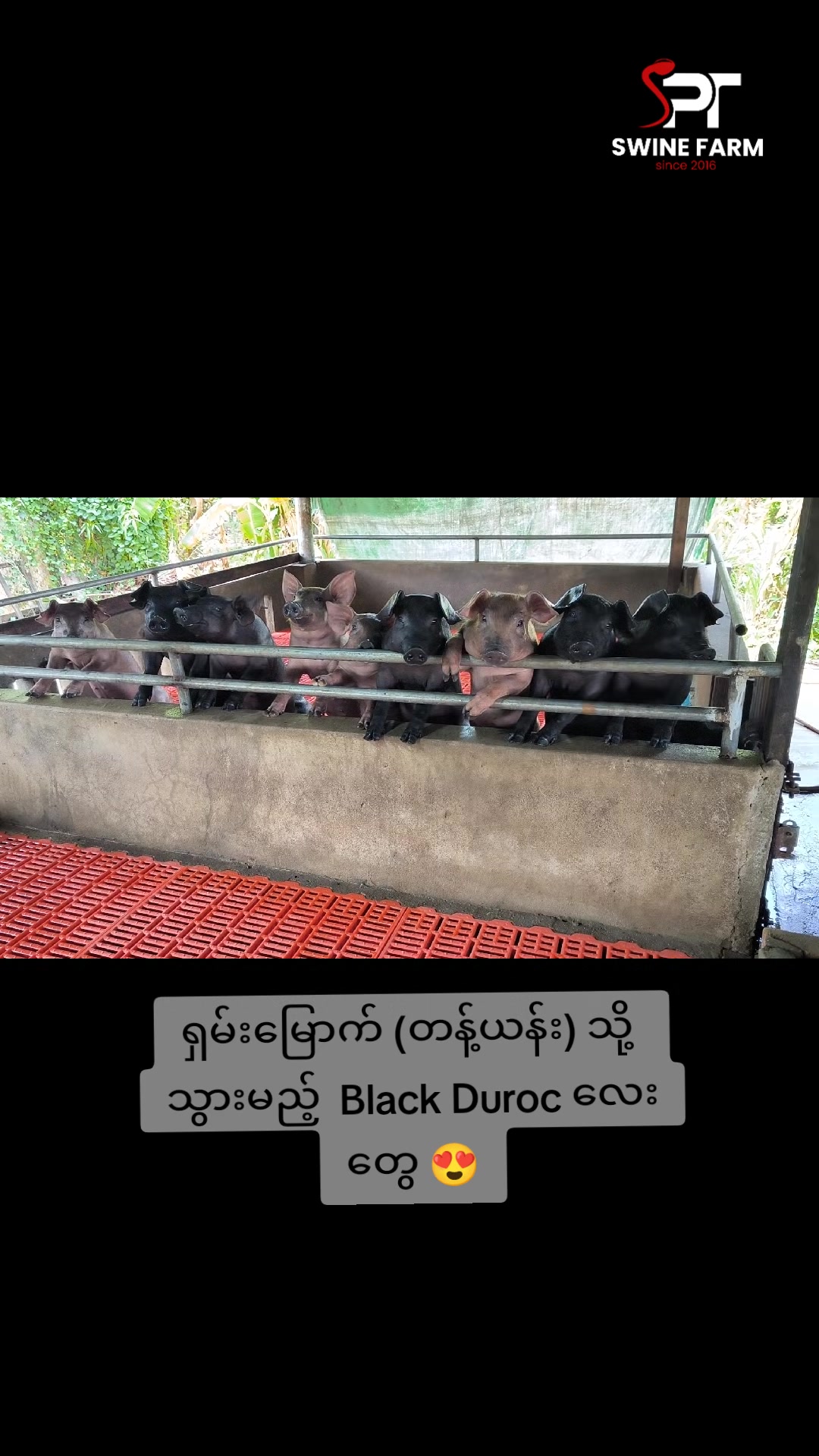 @"ရွှေဖြူးသား"၀က်မွေးမြူရေးခြံ