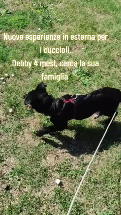 @code felici