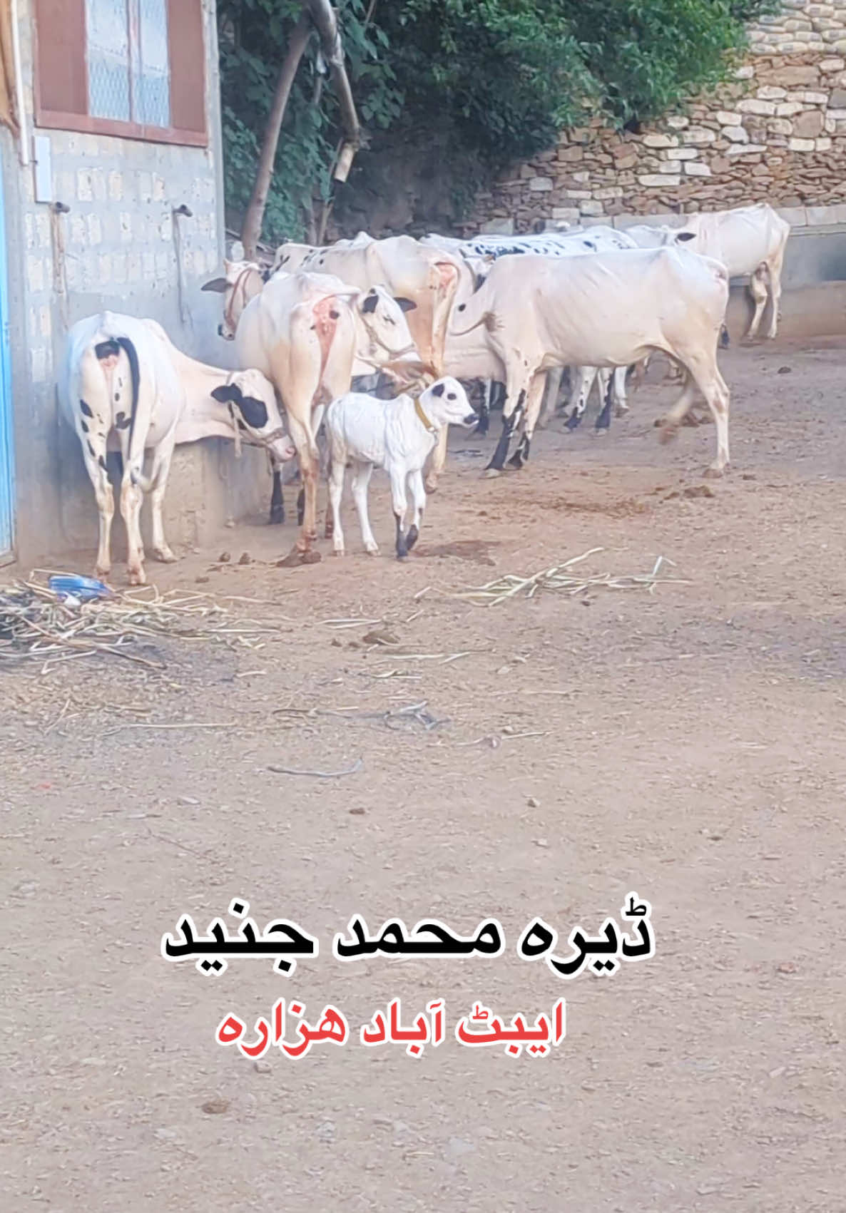 @محمد جنید (ایبٹ آباد)