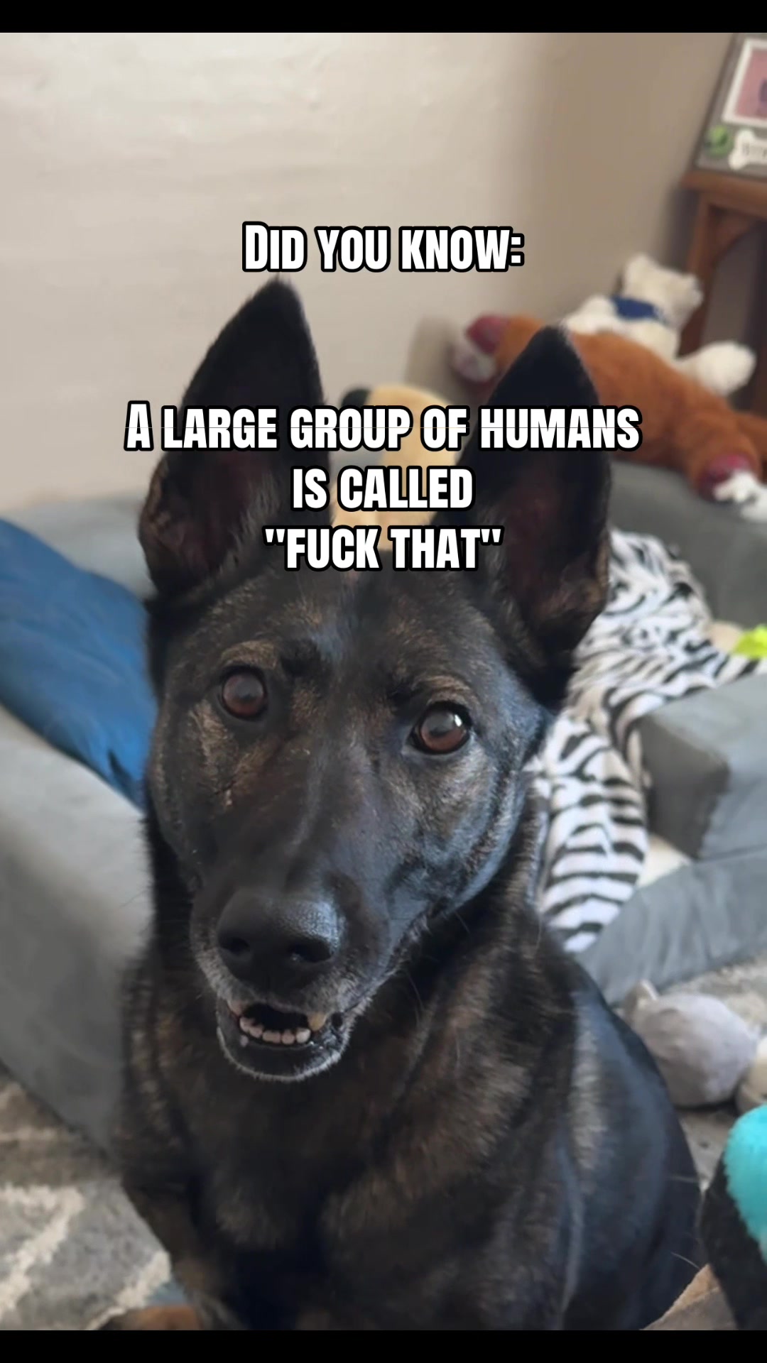 @K9 Dina