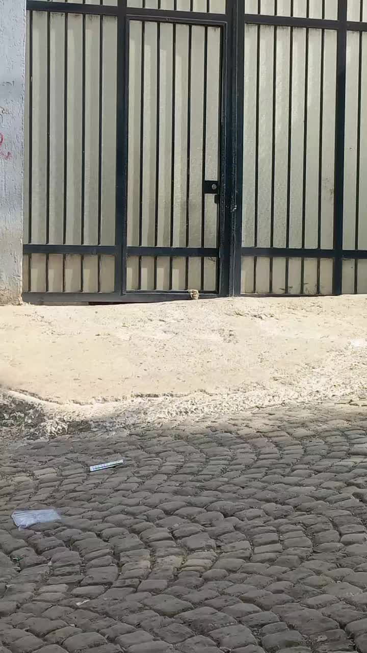 @ሱዑድ ሓበሻ ዲዛይነር