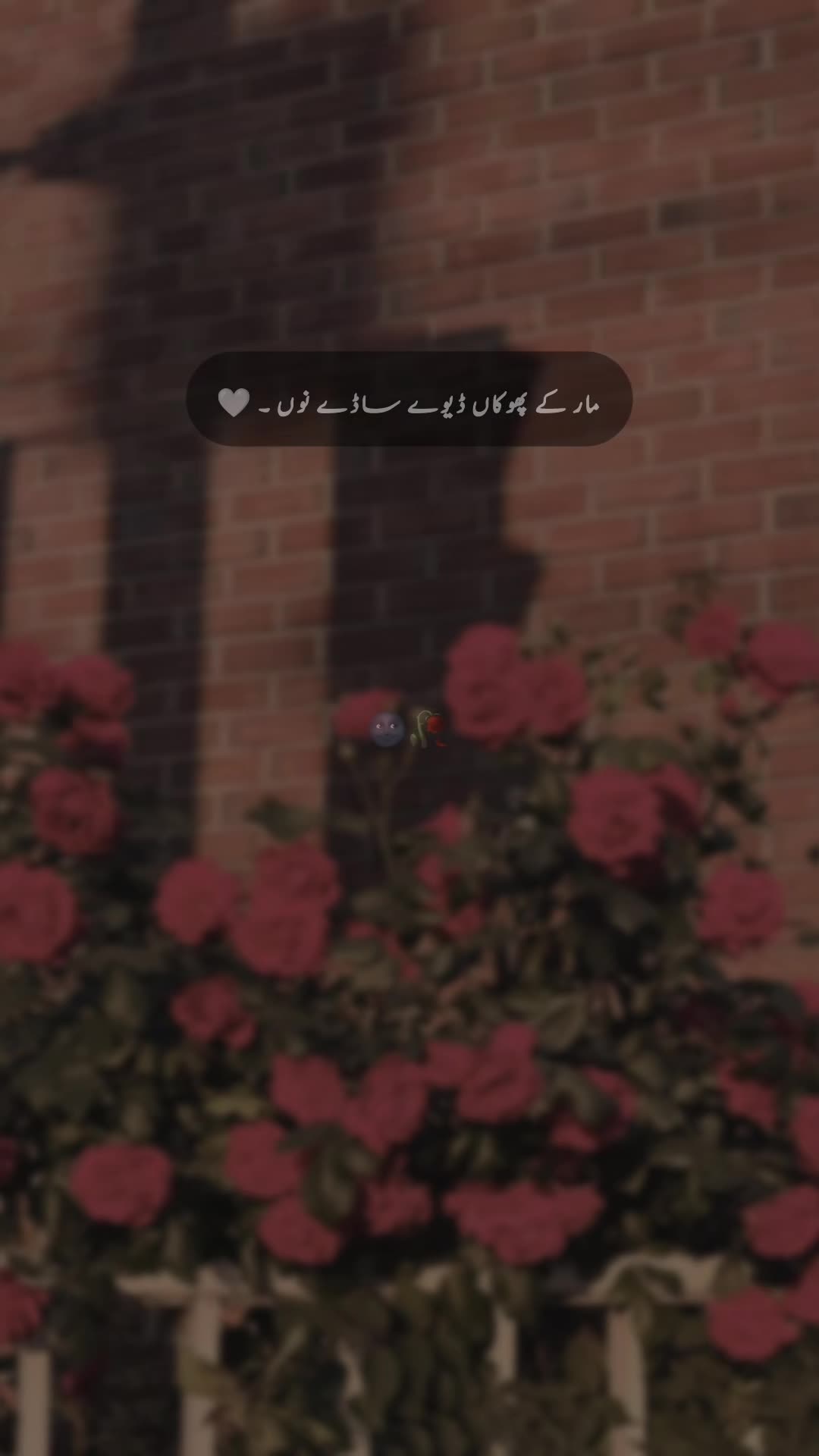 @๐ ๐ ๐ ๐ข ๐๐ซ