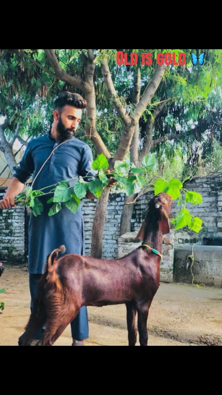 @Mohra Langrial Beetal1