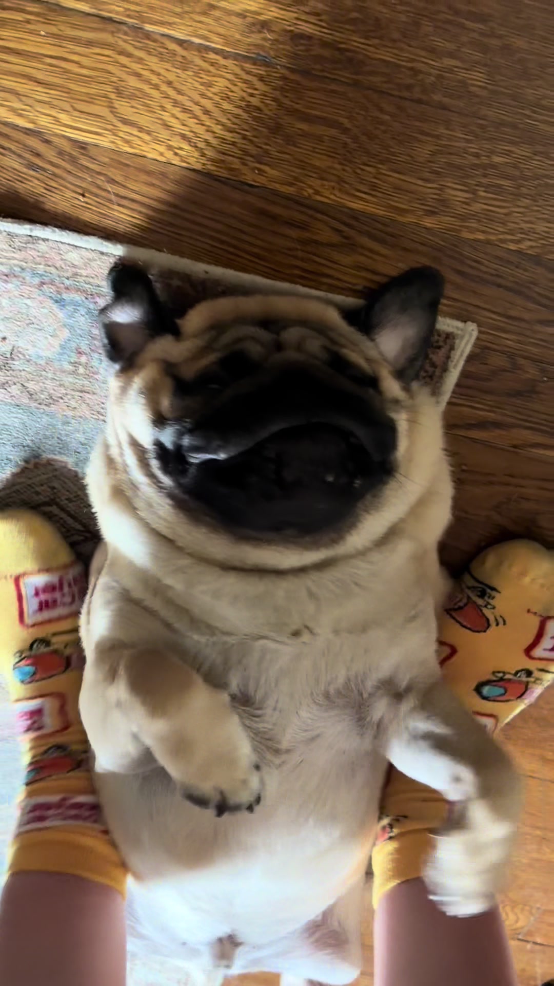 @thewinterpug