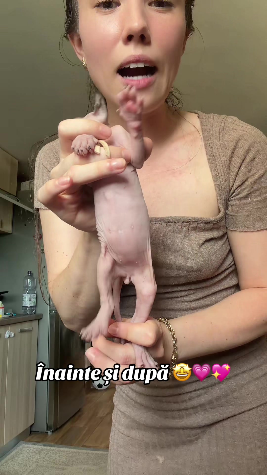 @Diana Ciortan Sphynx Romania