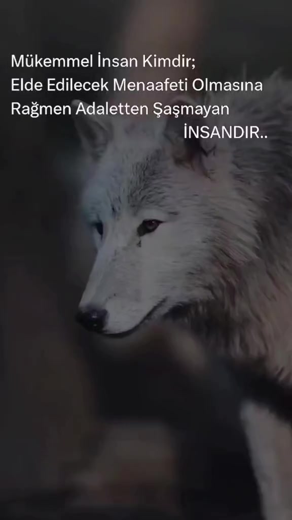 @Serkoficall