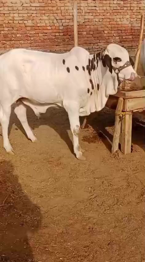 @HS Cattle Farm
