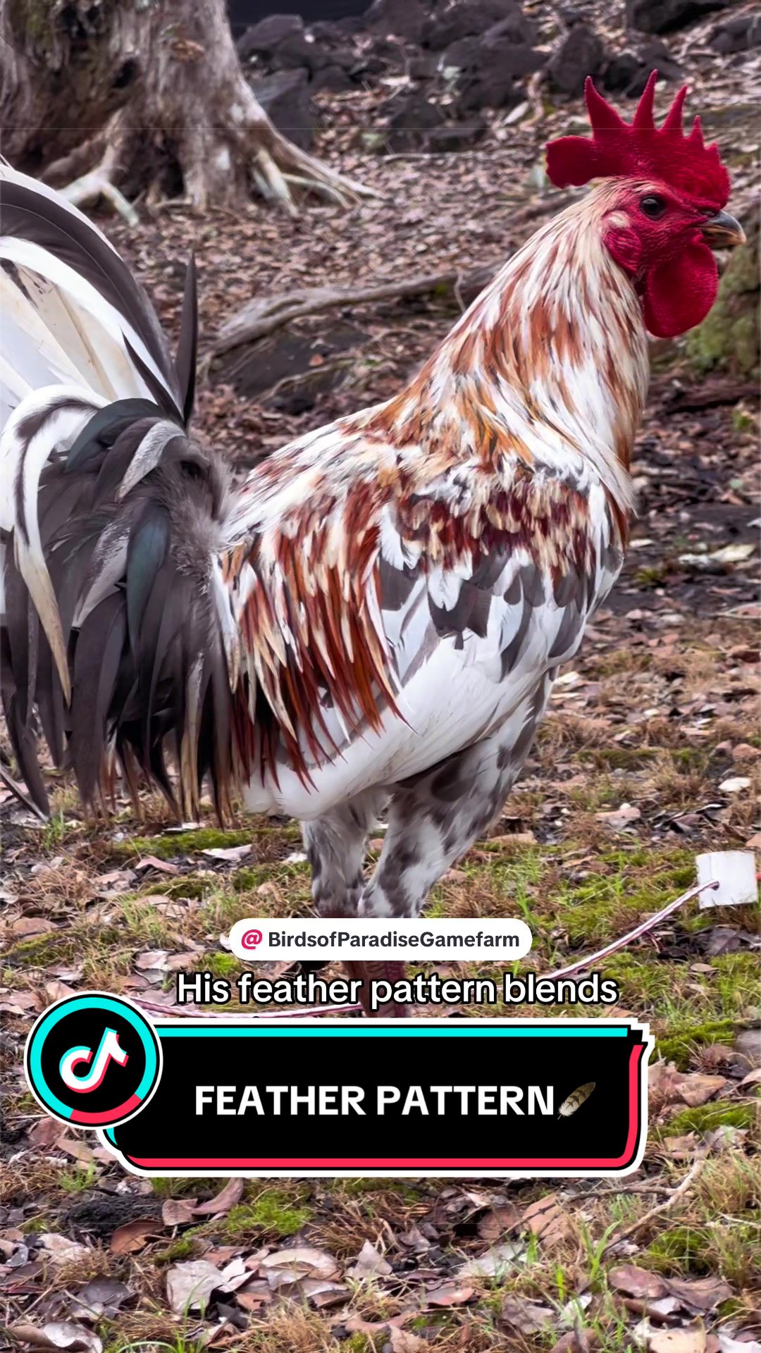 @Birds of Paradise Gamefarm
