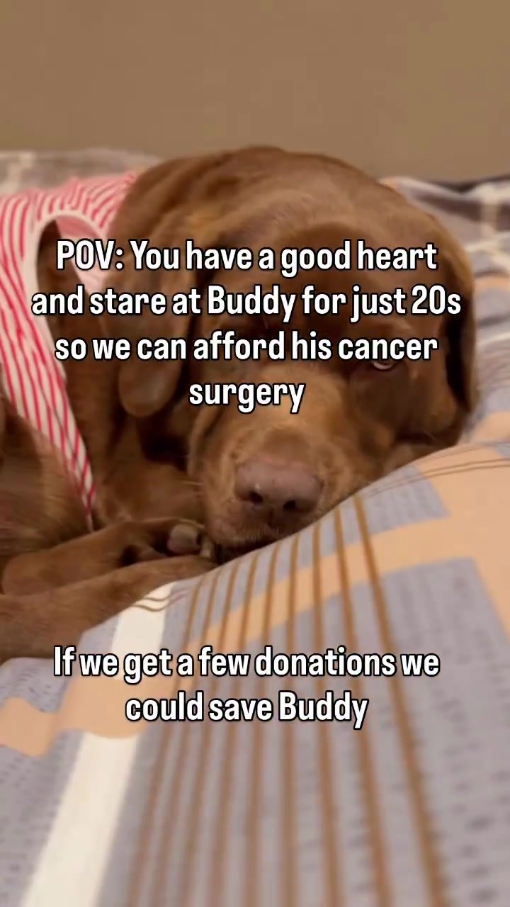 @meetlilbuddy
