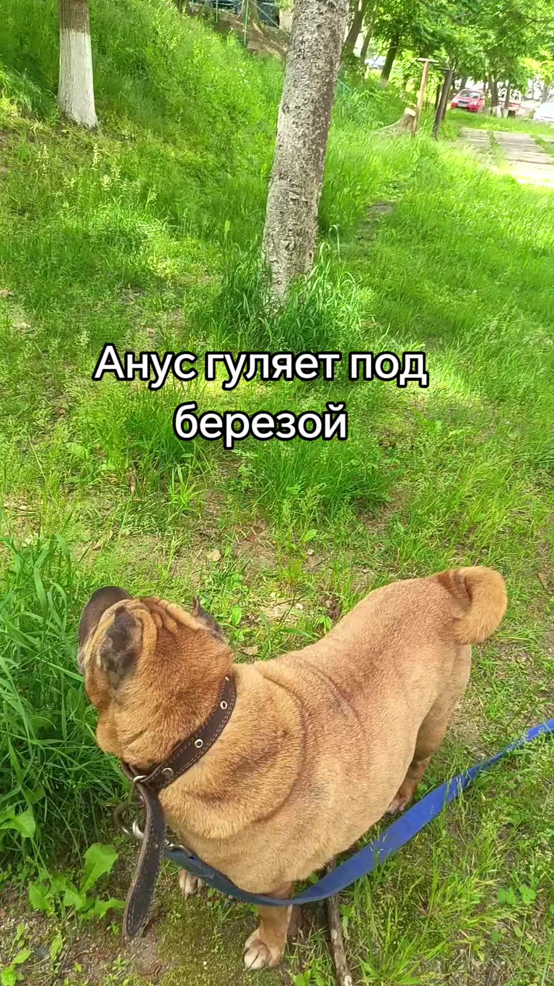 @amusleninblyadina