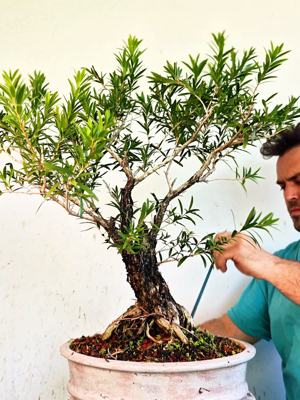 @Bryan Loves Bonsai
