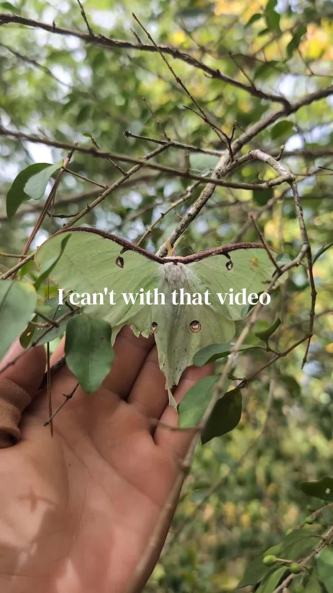 @Totemdreamstarot