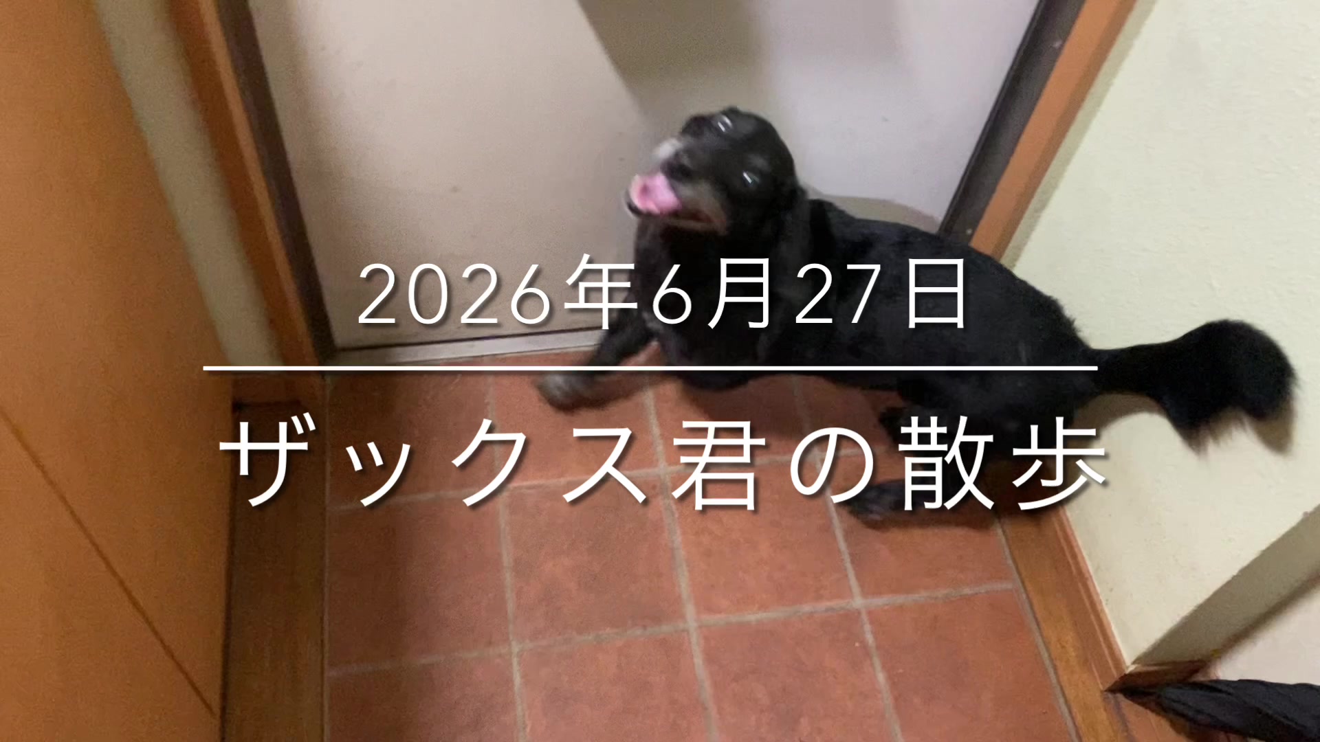 @sakihaman