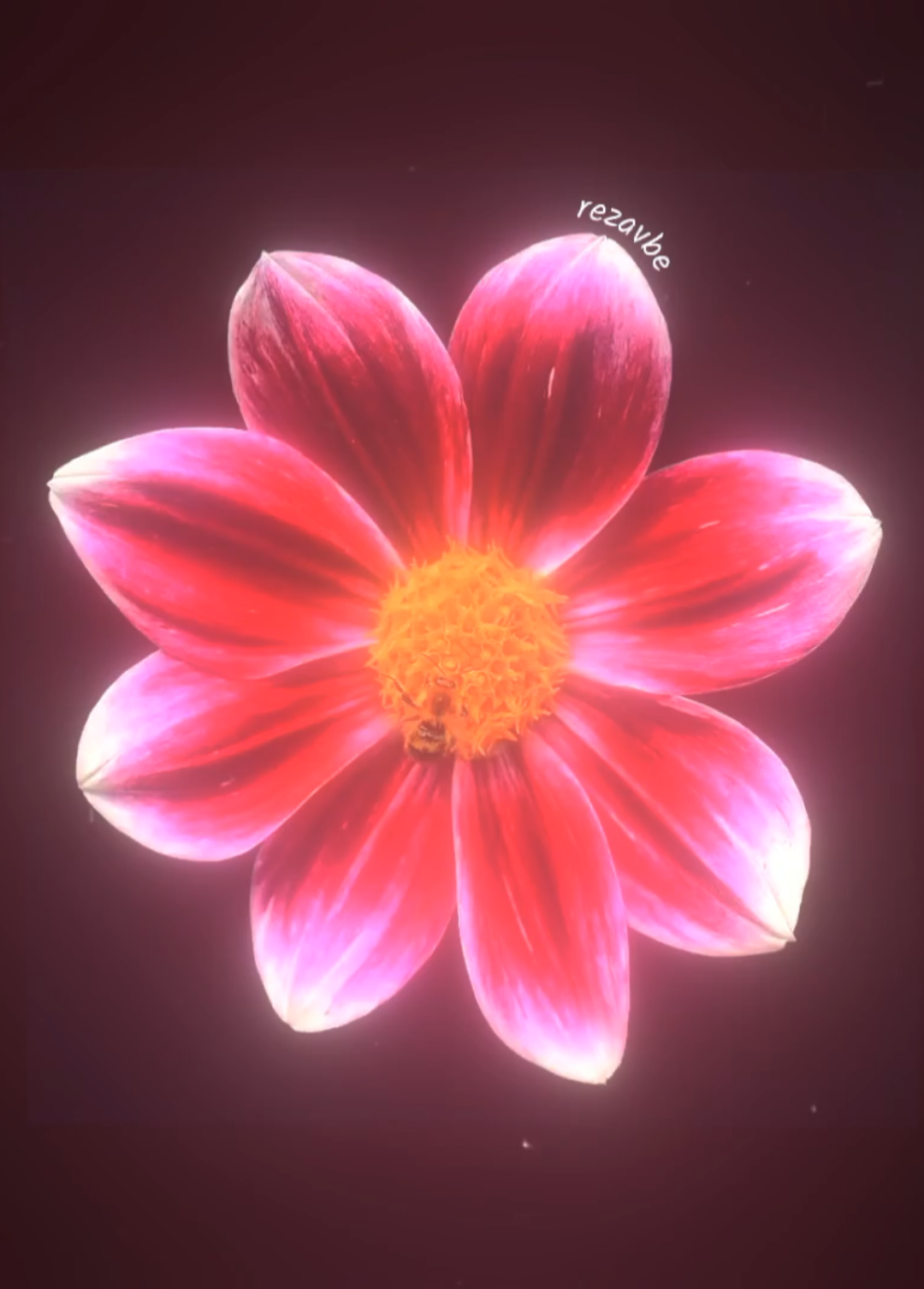 @𝟑𝟎𝟑 𝑹𝒆𝒛𝒂𝒗𝒃𝒆