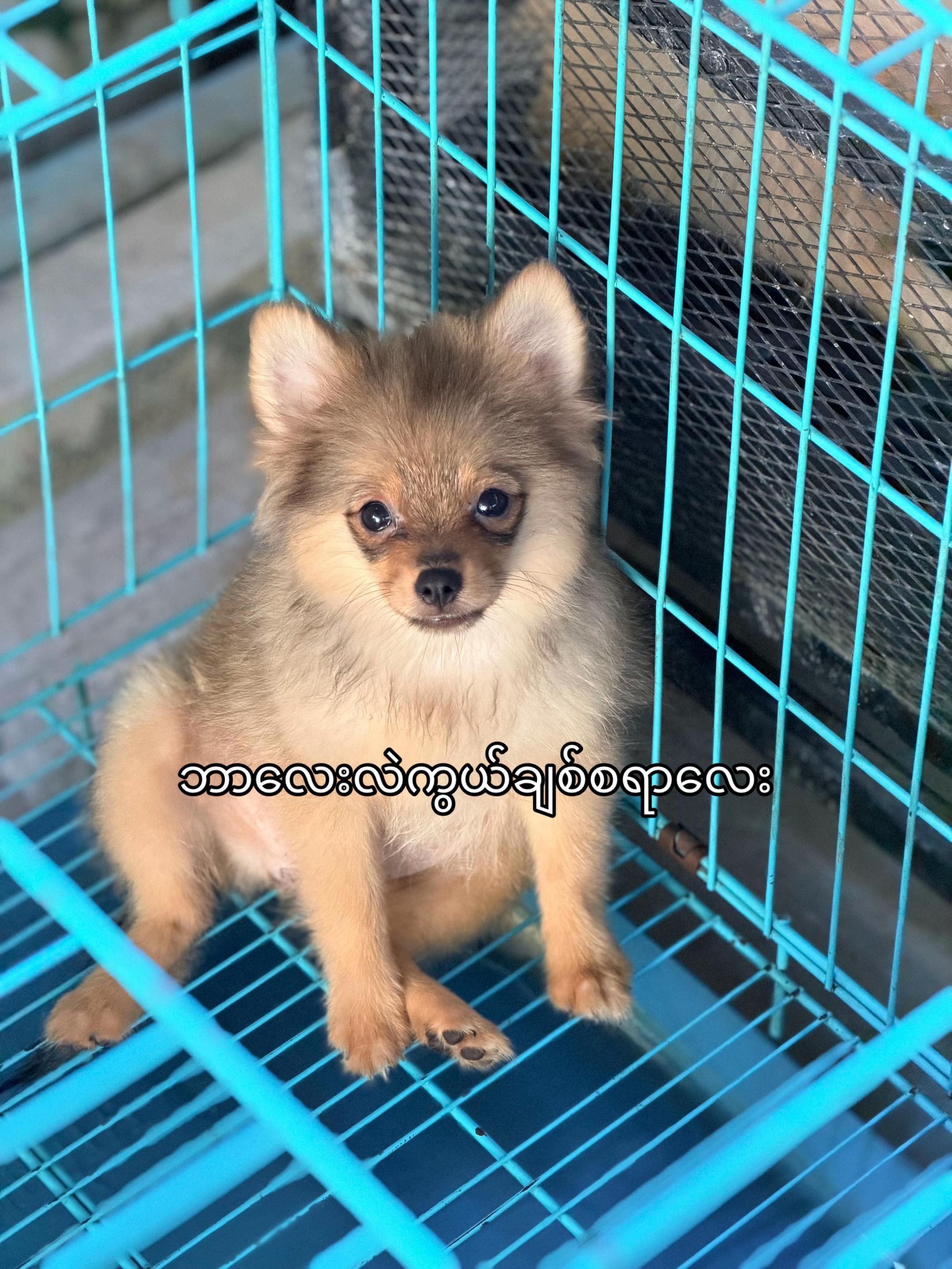 @Sky Pet Shop MDY 2