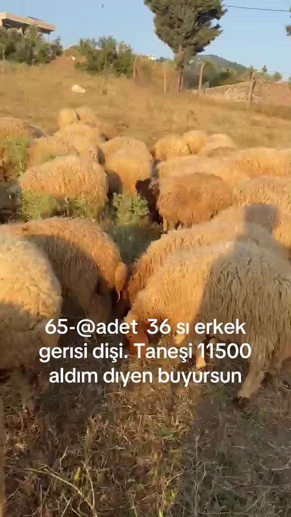 @Ahmet S&ouml;nmez