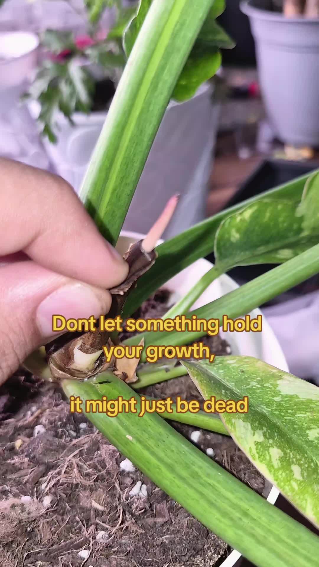 @𝕬𝖓𝖓𝖔𝖞𝖎𝖓𝖌 𝕻𝖑𝖆𝖓𝖙🌱