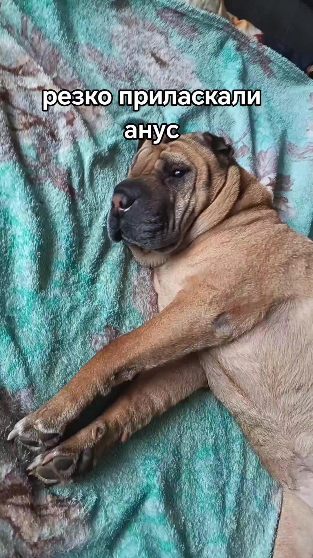 @amusleninblyadina