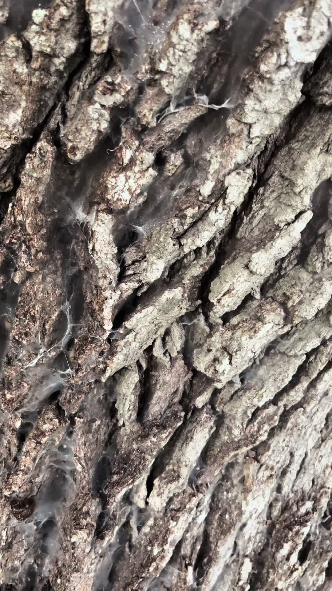 @🐾🍁𝓪𝓻𝓲𝓲𐔌՞. .՞𐦯 .ᐟ.ᐟ🍝🌎