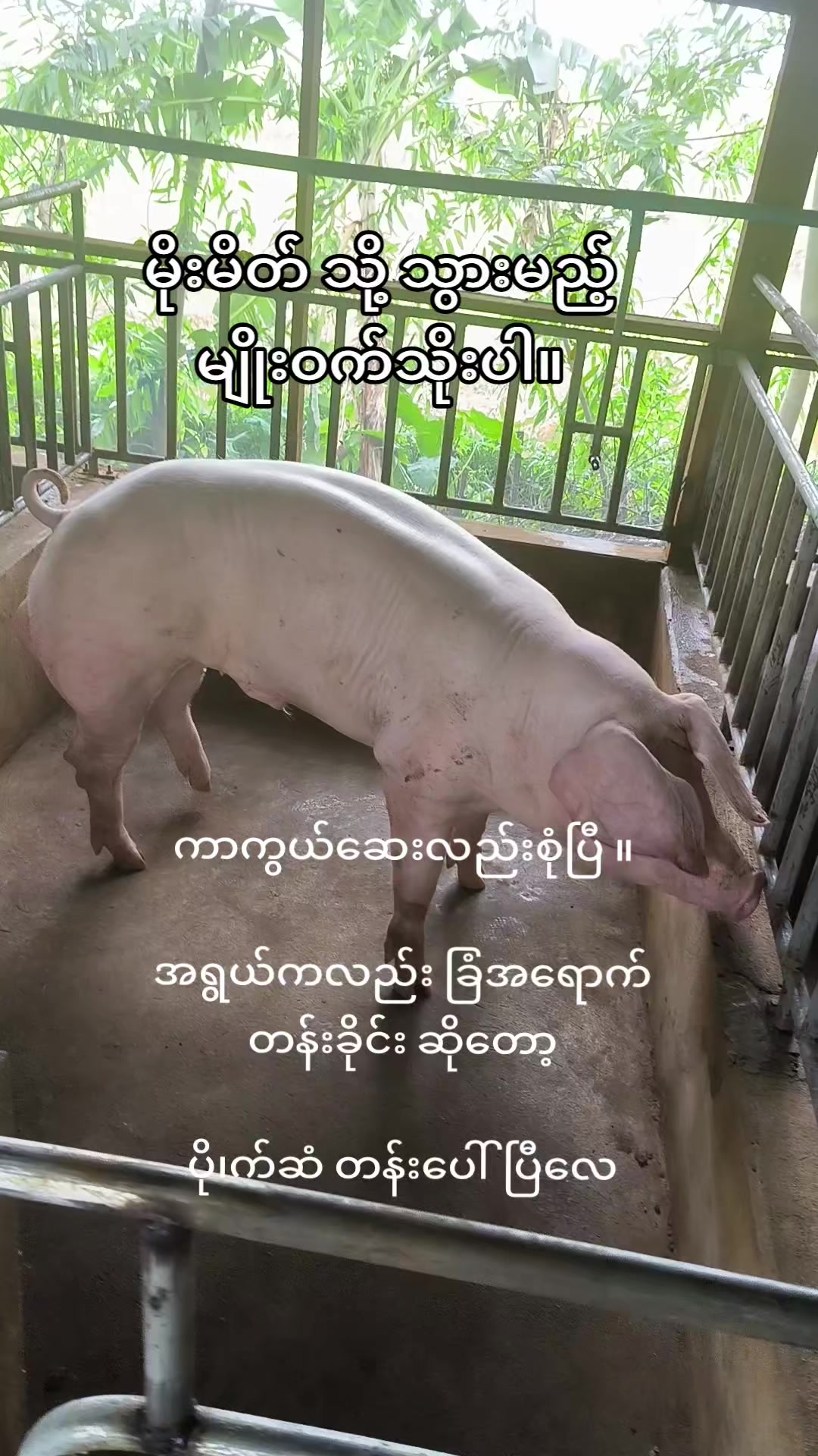 @"ရွှေဖြူးသား"၀က်မွေးမြူရေးခြံ