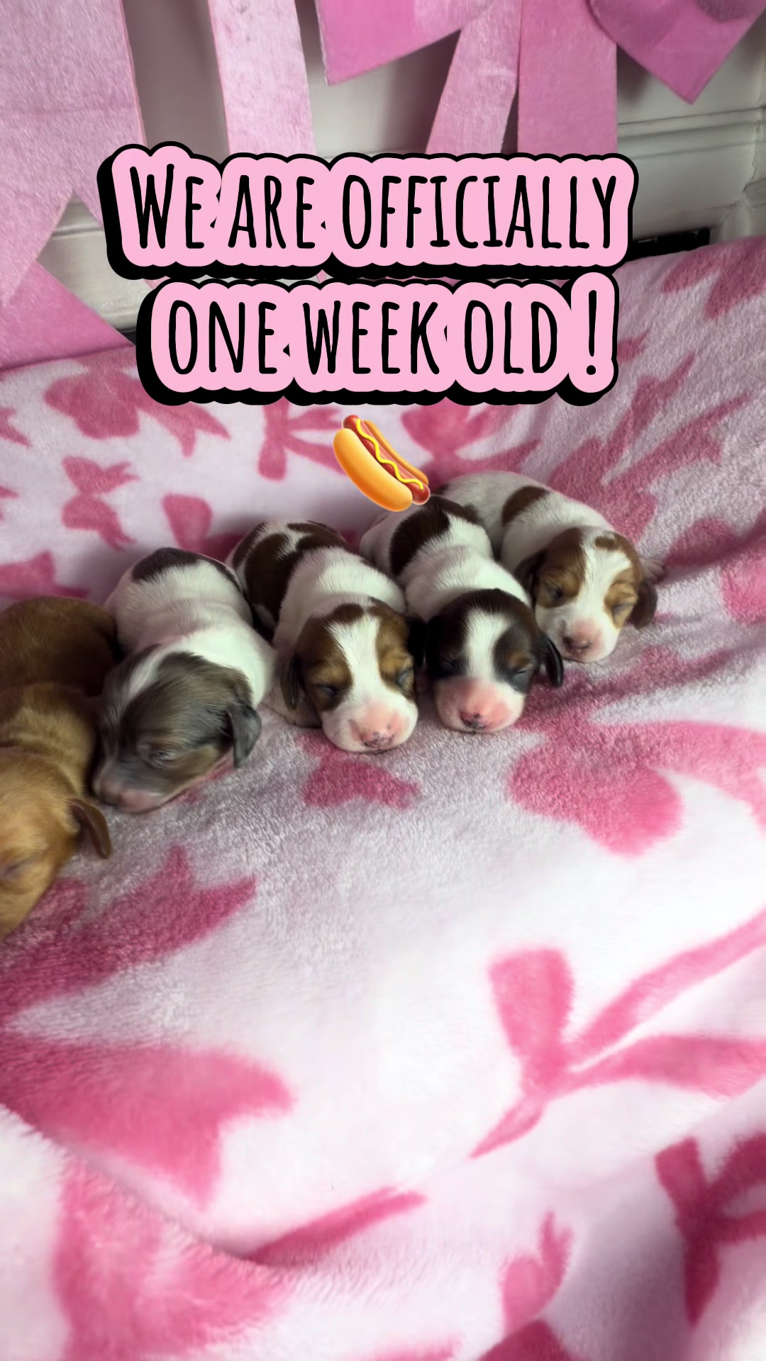 @MyDitzyDoxiesOfFlorida