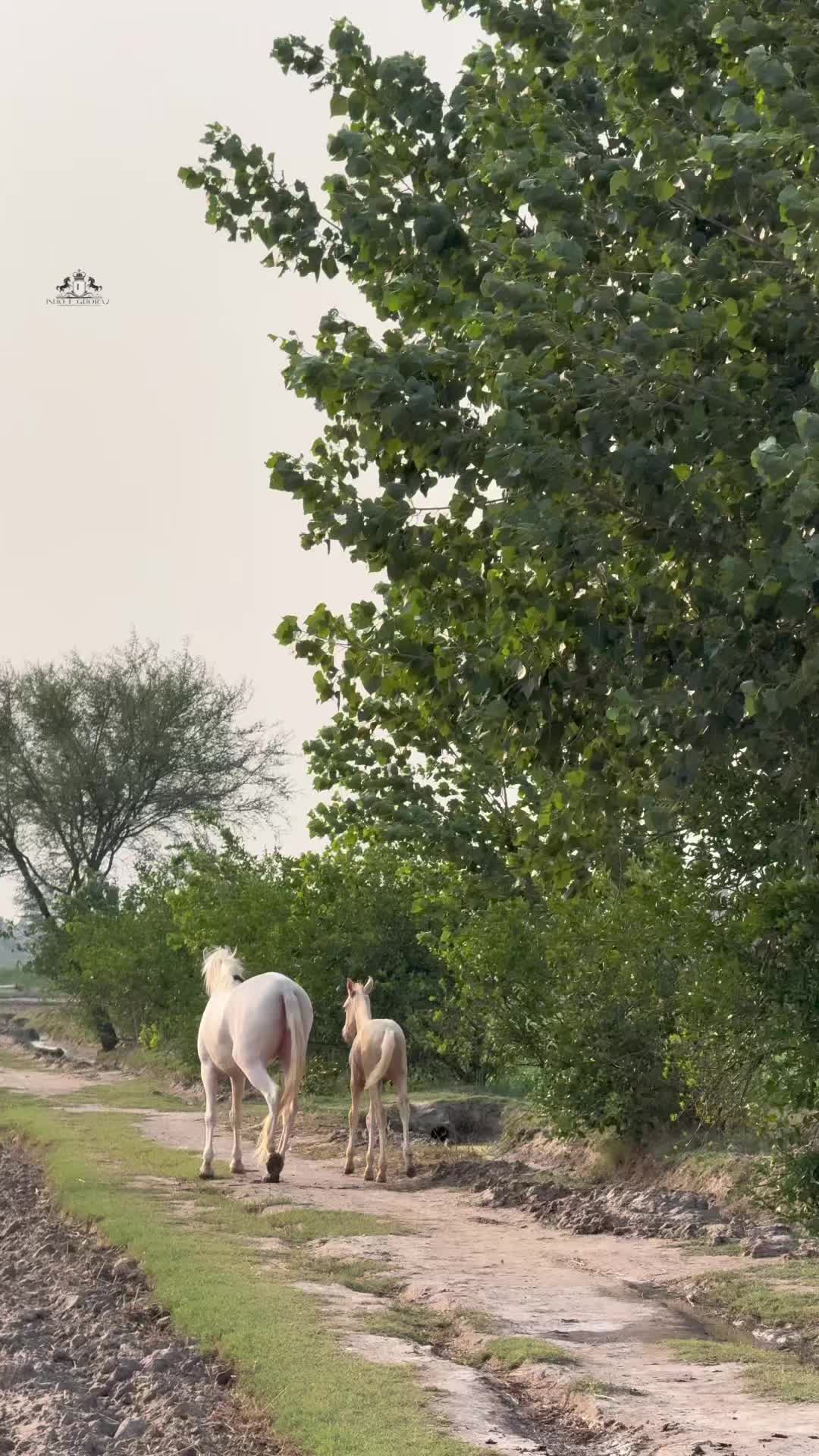 @Ishq_e_ghora 🐎
