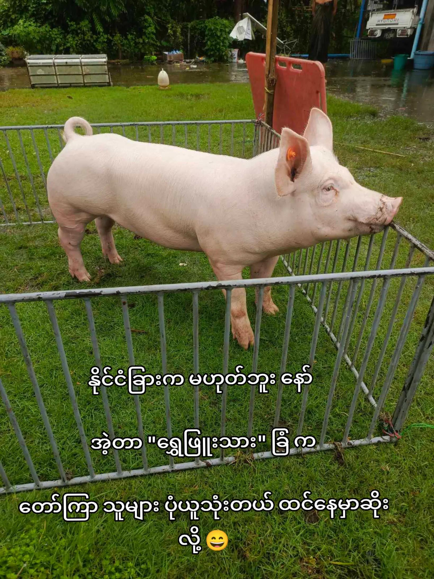 @"ရွှေဖြူးသား"၀က်မွေးမြူရေးခြံ