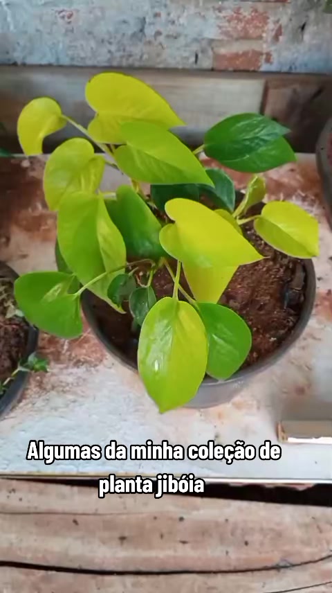 @Monica Sousa