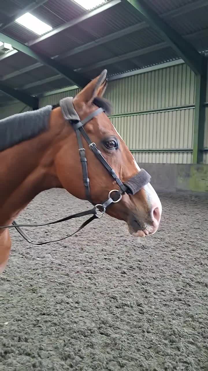 @Life with Suni D 🐴