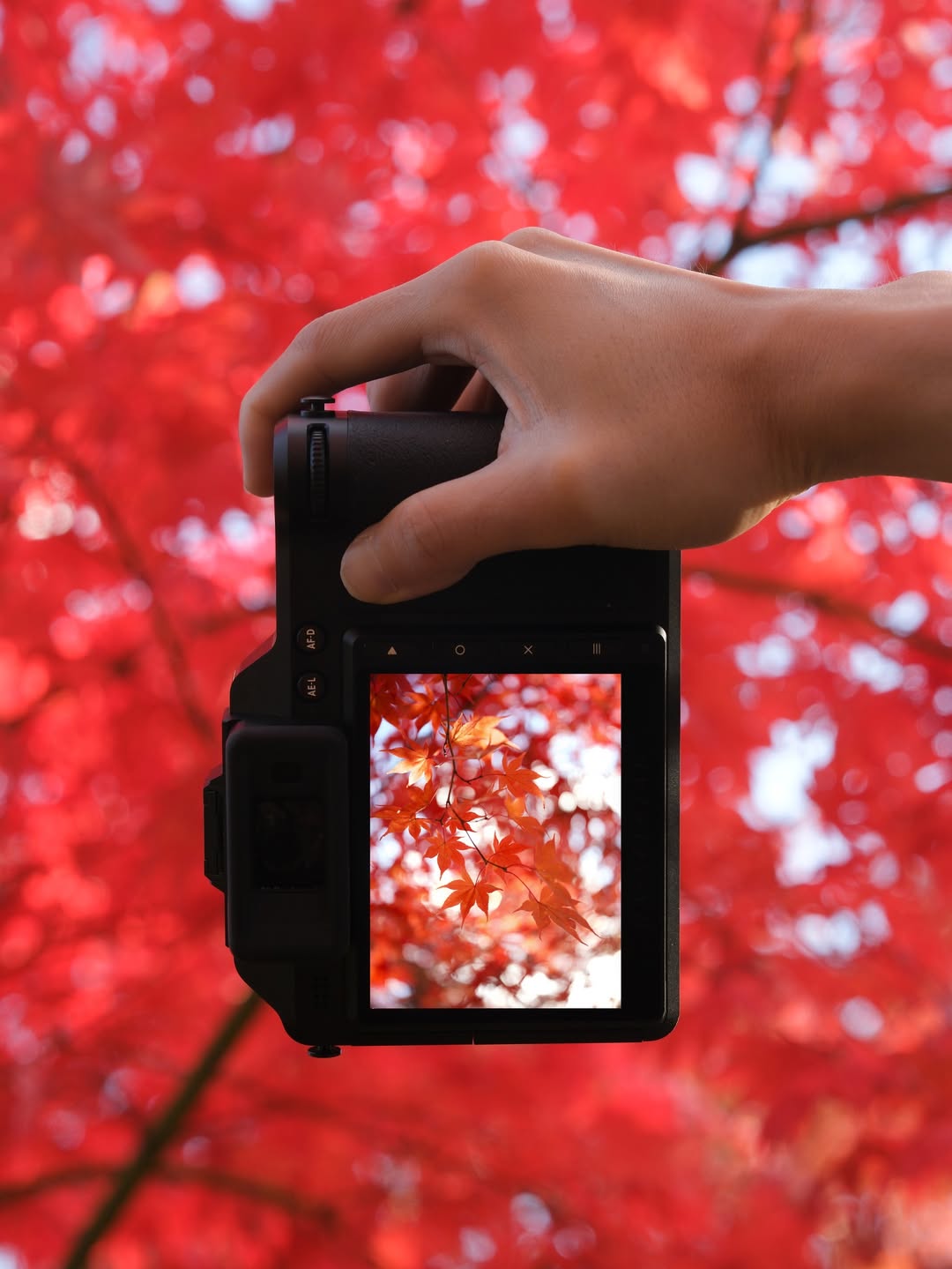 @Hasselblad