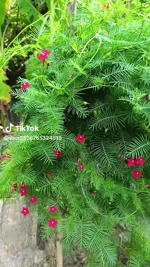 @😭😭অভিমানী মন আমার 😭😭
