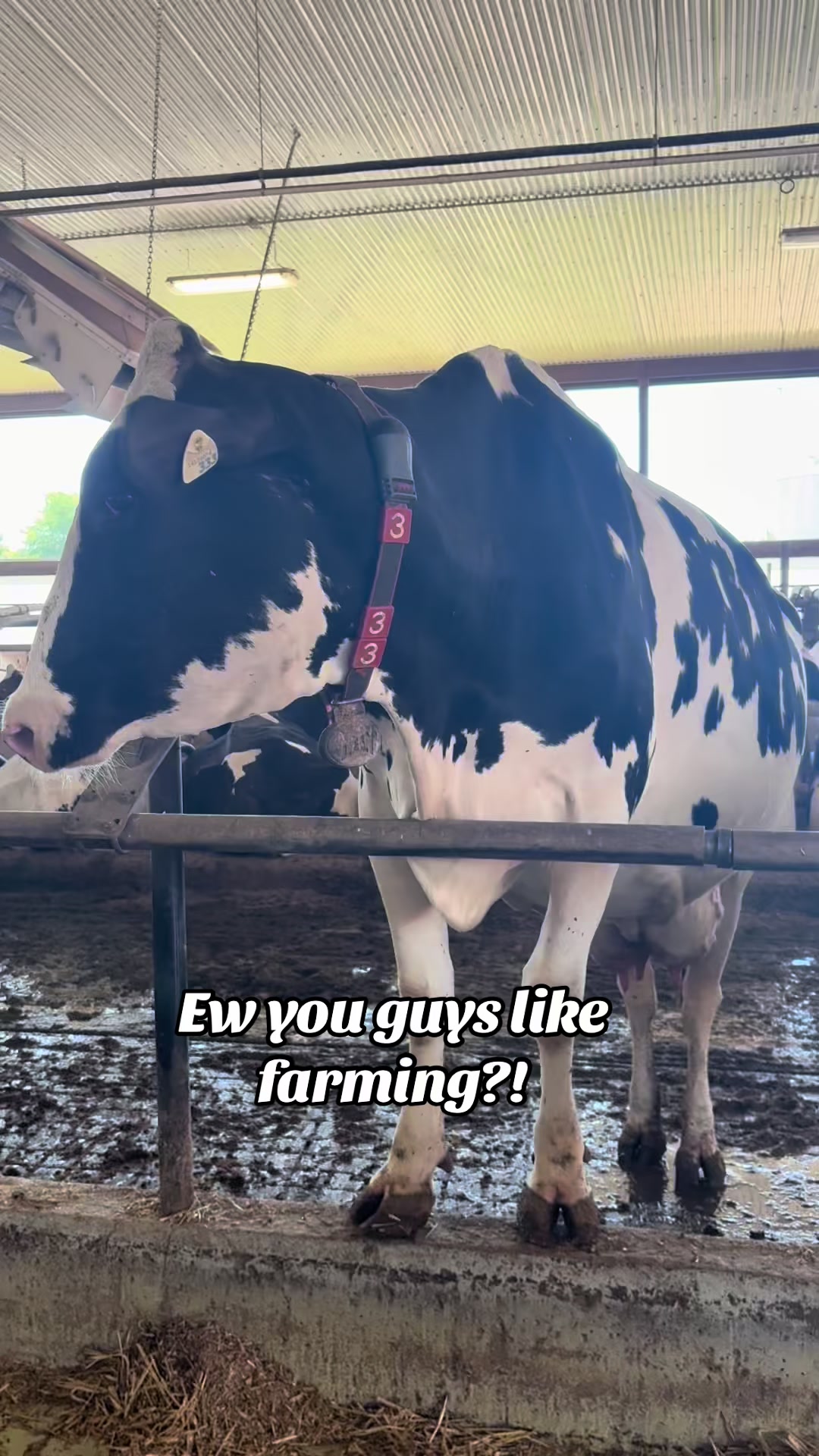 @Krestlink Holsteins