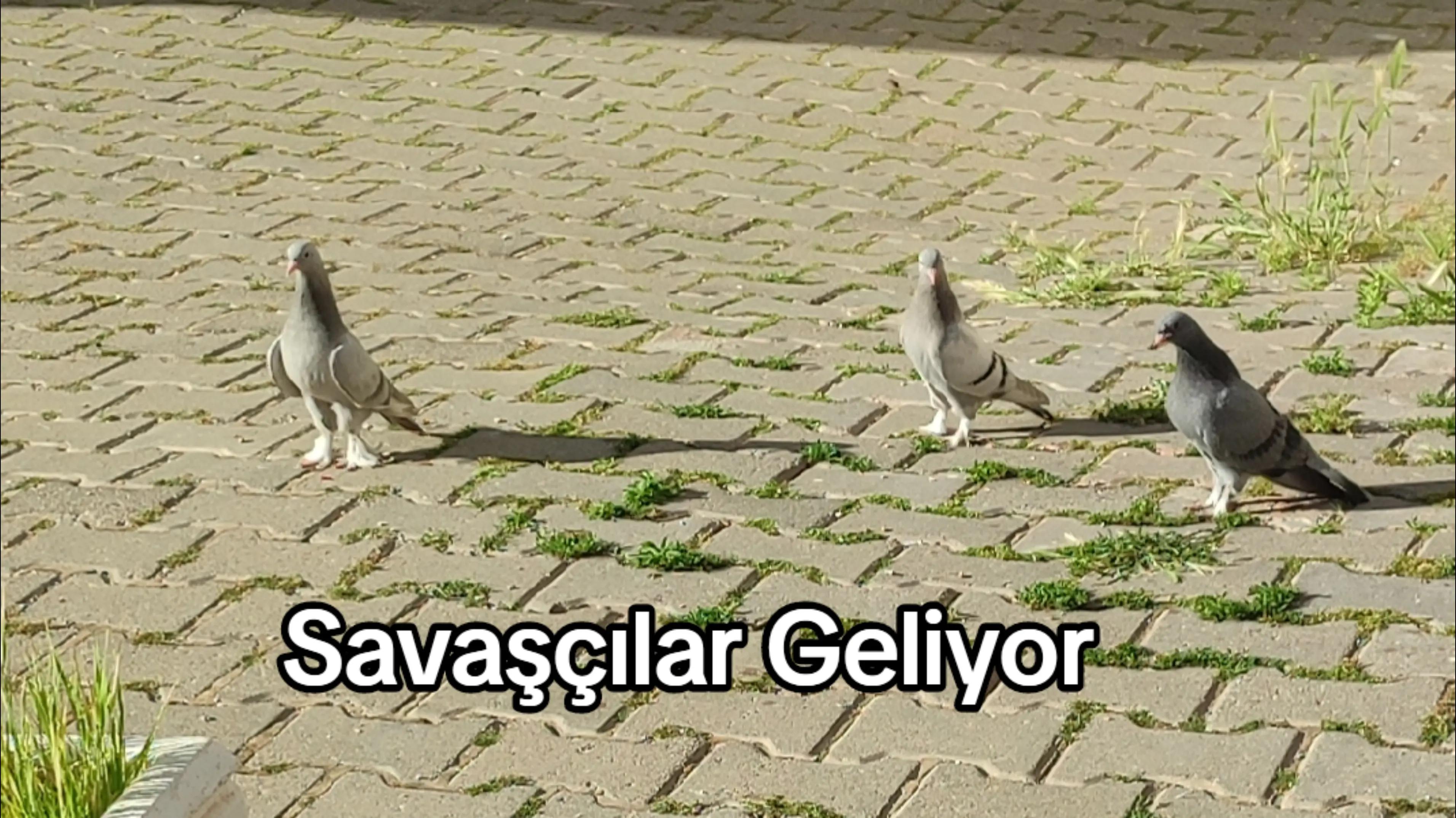 @Hacı Osman Tanrıkulu